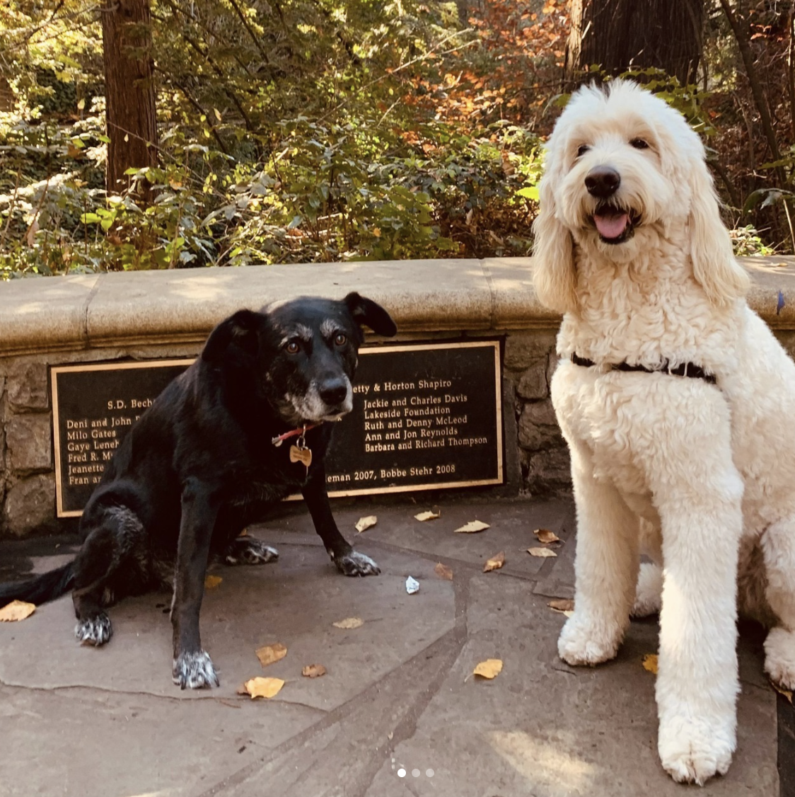 Two happy dogs enjoying a sunny day at Doggli Pet Care