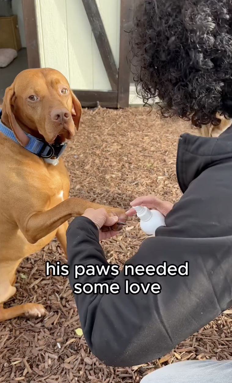 A dog receiving gentle paw care