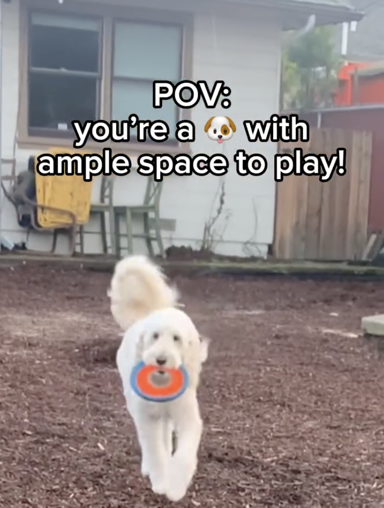 A happy dog running with a toy in a spacious play area