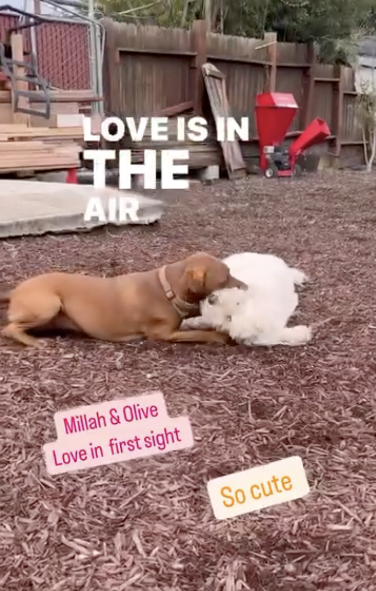 Two dogs, Millah and Olive, cuddling together