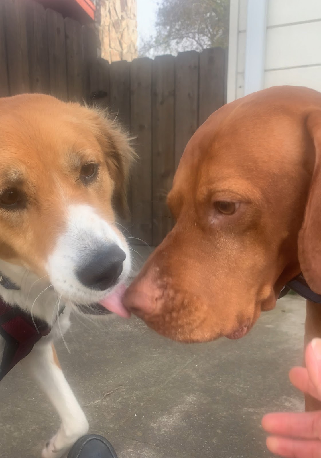 Two happy dogs nose-to-nose at Doggli Pet Care