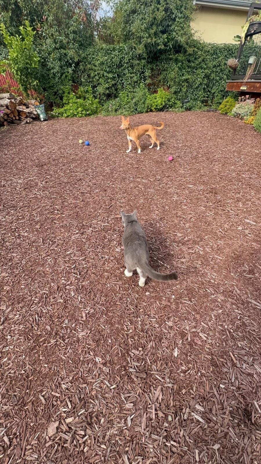 A dog roaming the large backyard at Doggli