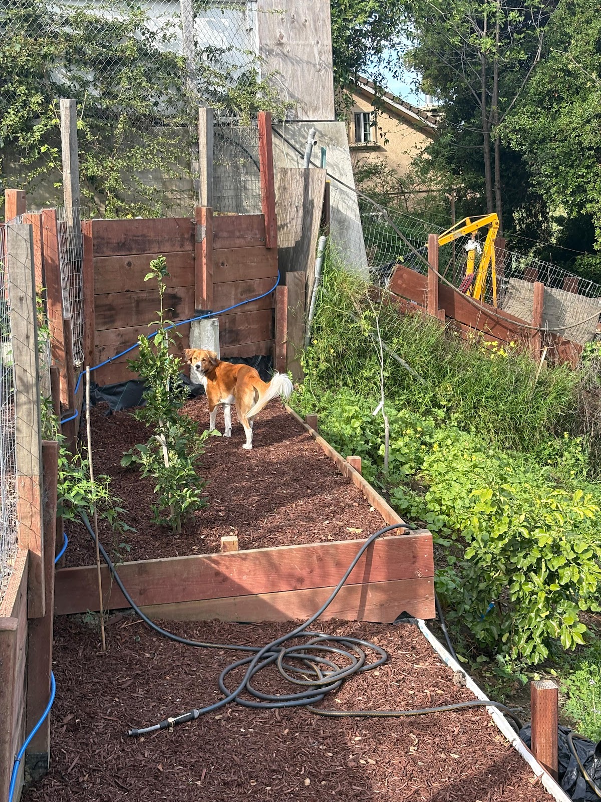 Doggli's big, green backyard for dogs to run and explore
