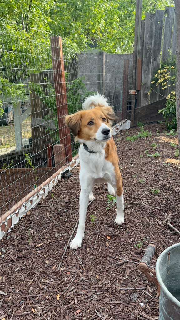 A happy dog in Doggli's spacious yard