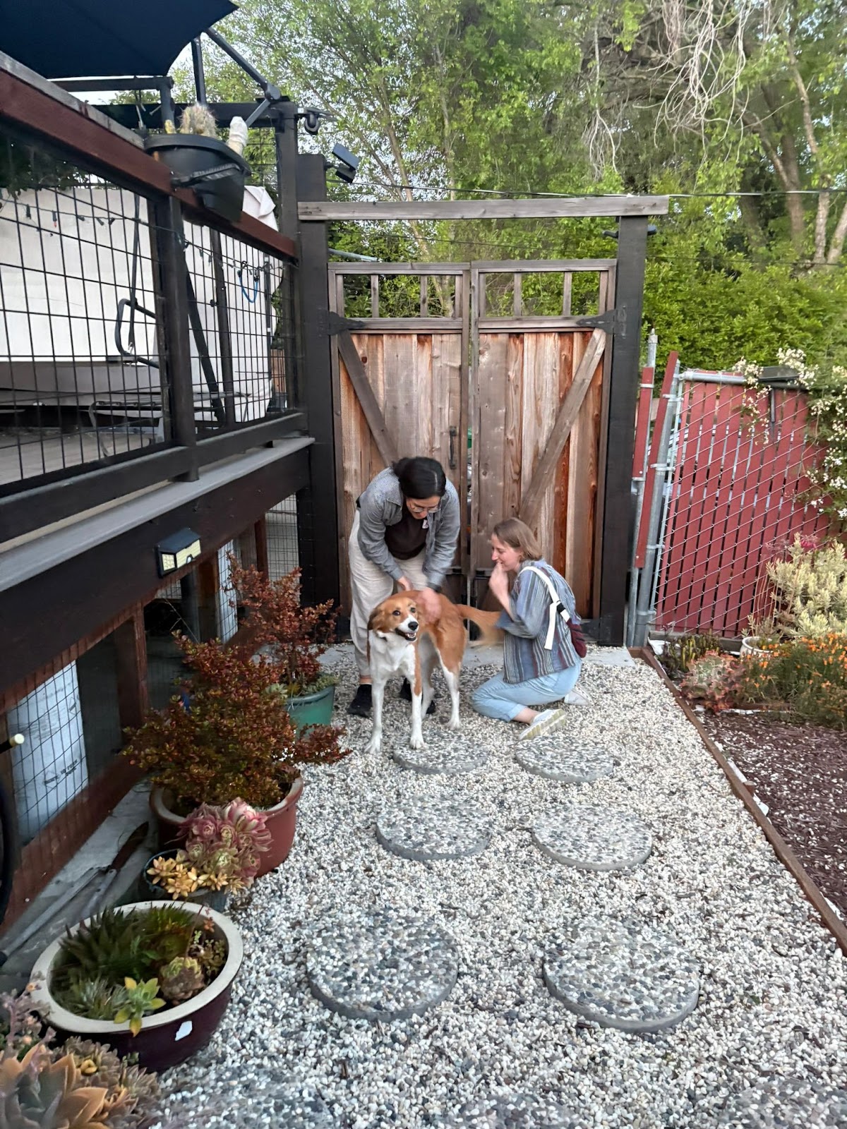 Dogs in the supervised play area at Doggli