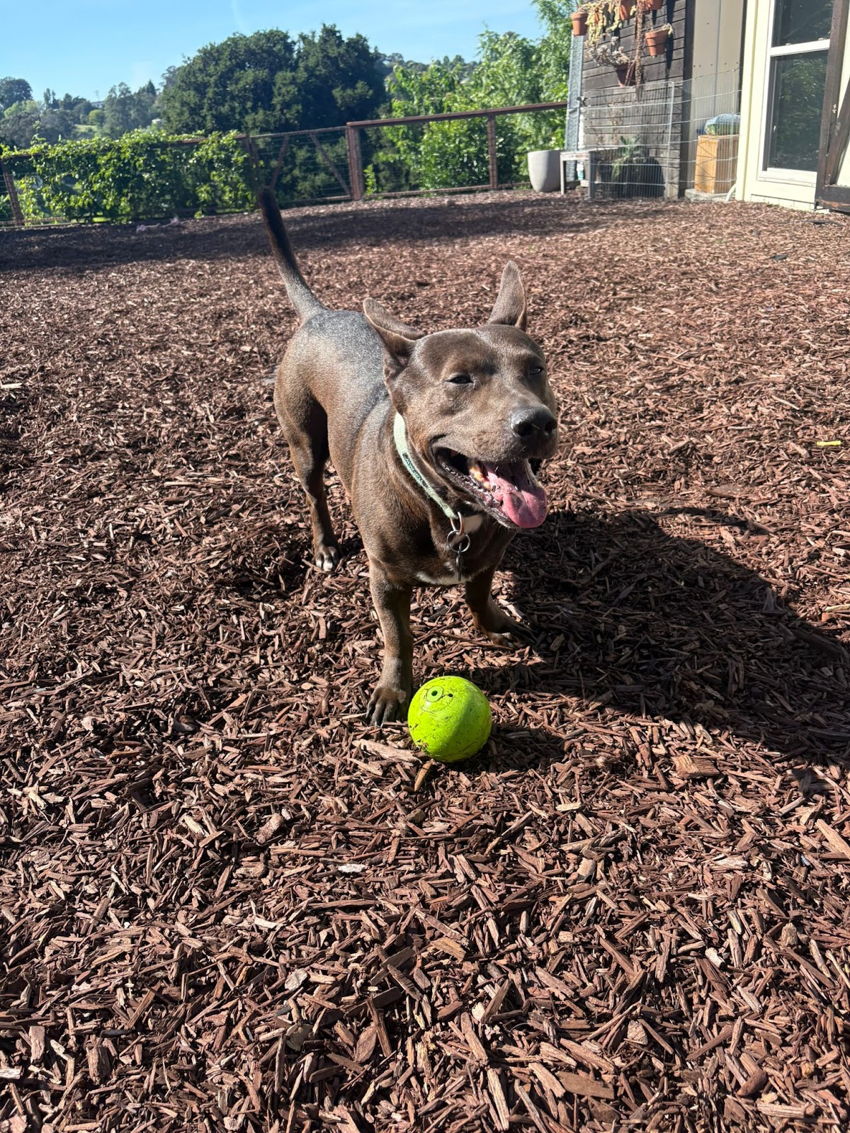 A dog playing with a tennis ball in Doggli's big backyard