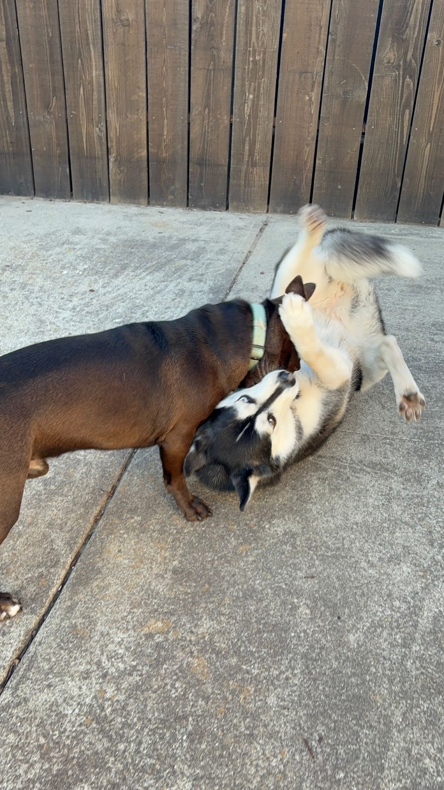 Dogs playing together at Doggli daycare