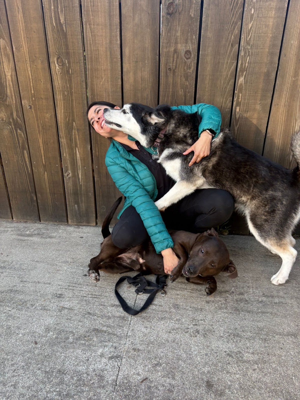 Gila playing with a group of dogs at Doggli