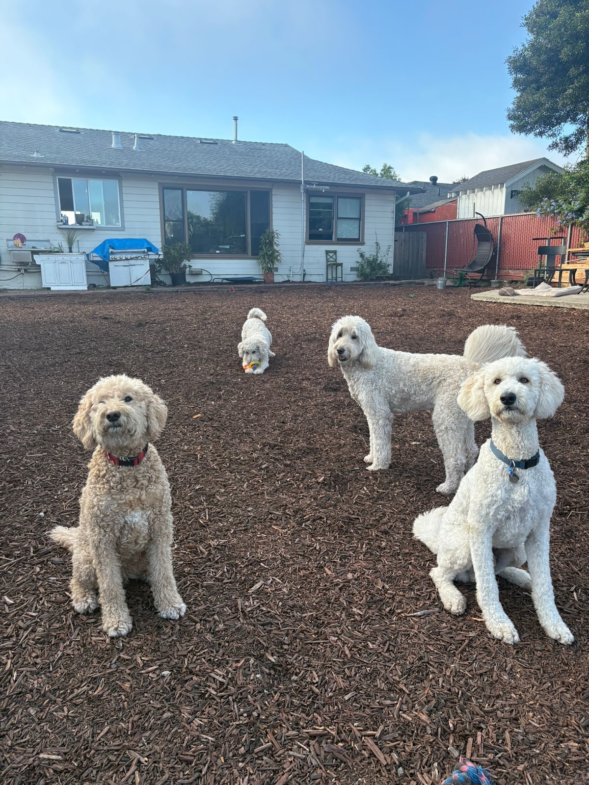 Three dogs together in the backyard at Doggli